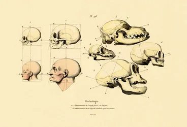 Frenologia, 1833-39